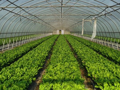 散叶罗马生菜新鲜果蔬绿色蔬菜沙拉火锅西餐食材批发销售餐饮门店图4