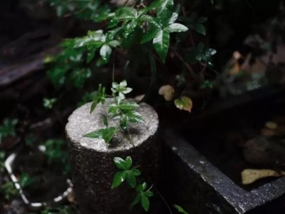 刘景韶先生旧藏大唐雷氏琴