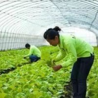 安庆以色列出国劳务消息普工农场牧场零费用急招