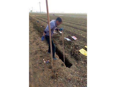 细毛山药淄博宫家村原产地种植