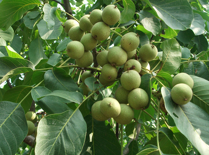 核桃苗什么季节栽植最好？