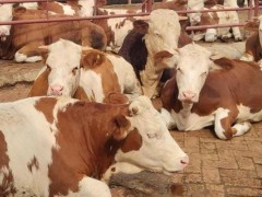肉牛养殖推荐品种有哪些？肉牛养殖有哪些风险？