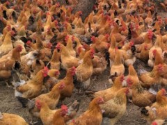 养鸡怎么选择品种？养鸡场建设和生产成本怎么样？