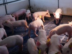 怎么养猪？养猪常见的成本和风险有哪些？