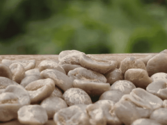 云南最出名的咖啡豆叫什么品牌？