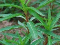 治肝护肝的植物是什么，十大护肝草排行榜(垂盆草／茵陈／蒲公英)